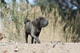 SHAR-PEI 225